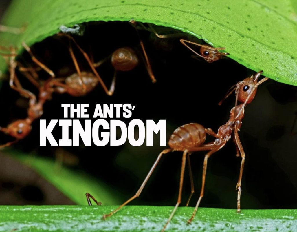 THE ANTS' KINGDOM !